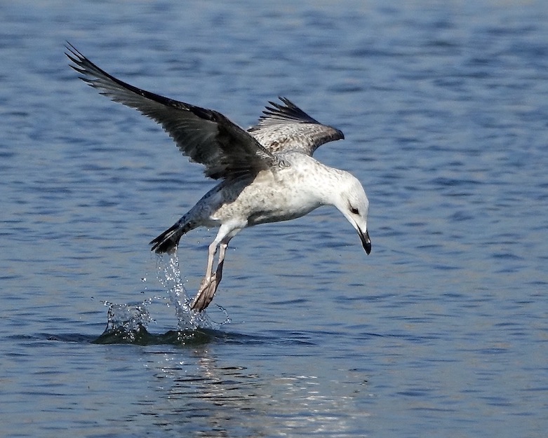 herring gull fishing